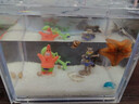 海星寵物飼養套裝桌面造景觀(guān)賞解壓迷你寵物海星海底生物兒童禮物 [全家福套餐]派大星兩只(大缸） 曬單實(shí)拍圖