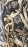 京鮮生云南鹿茸菇干貨凈重1斤 當(dāng)季新貨脆嫩爽口火鍋煲湯小炒源頭直發(fā) 曬單實拍圖
