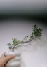 佰花錦六月雪盆景懸崖茶桌禪意室內(nèi)窗臺(tái)小綠植物辦公室茶幾擺件桌面盆栽 【送方底座】六月雪+樹脂甜甜圈盆+黃沙鋪面 10-20cm 曬單實(shí)拍圖