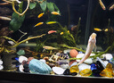 森森 超白玻璃智能桌面魚缸一體缸自循環(huán)HE-480 曬單實拍圖