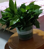 雙盟綠蘿盆栽除甲醛花卉綠植辦公室新房?jì)艋諝?80加侖4盆裝源頭直發(fā) 曬單實(shí)拍圖