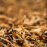 一杯香茶葉紅茶頭芽金駿眉特級武夷山250g禮盒裝2025新茶散裝自己喝送禮 曬單實拍圖