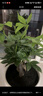 陽(yáng)凈【陶瓷盆】發(fā)財樹(shù)盆栽他批室內植物大棵客廳招財植物前臺綠植喬遷 【5年精品】S級三桿發(fā)財樹(shù)(原盆+招財吊牌) 曬單實(shí)拍圖