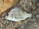 羽逸進(jìn)口YGKPE JP五彩X12編pe線(xiàn)主線(xiàn)路亞專(zhuān)用魚(yú)線(xiàn)500米超遠投順滑耐磨 12編ygkpe jp線(xiàn)十米一色【300米】 1.5 曬單實(shí)拍圖