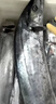 賣(mài)魚(yú)七郎 青島海捕大鲅魚(yú)整條凈重5斤（5-8條）馬鮫魚(yú)海鮮生鮮魚(yú)類(lèi) 曬單實(shí)拍圖