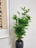 水培米竹室內(nèi)盆栽植物水養(yǎng)觀音竹富貴竹南天竹客廳竹子花卉綠植 精品米竹30顆【50-60厘米】 曬單實(shí)拍圖