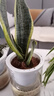 萌肉居金邊虎皮蘭盆栽耐旱辦公室綠植花卉三株+早安盆源頭直發(fā) 曬單實(shí)拍圖