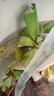 BESSN周轉(zhuǎn)箱過濾箱過濾器滴流盒魚缸過濾盒外置上濾整套魚池水循環(huán)系統(tǒng) 小號2層【箱體+高效濾材套裝+水泵】 曬單實拍圖