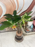 水培植物綠植盆栽好養易活凈化空氣辦公桌面室內花卉綠蘿金鉆白掌 發(fā)財樹(shù)+【含火山玻璃瓶】+送液 曬單實(shí)拍圖