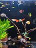 紅綠燈魚小型熱帶燈科魚活體草缸群游魚觀賞魚寶蓮燈斑馬魚孔雀魚 1.6cm左右紅綠燈5條 曬單實(shí)拍圖