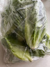 【嫩芽尖尖】生菜苗250g(長(cháng)度≤15cm) 曬單實(shí)拍圖