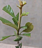 花詢(xún)冰糖枇杷樹(shù)苗嫁接枇杷苗樹(shù)無(wú)核大五星枇杷果樹(shù)苗當年結果 大五星枇杷5年嫁接大苗(當年結果) 曬單實(shí)拍圖