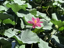 小魔四擋折疊躺椅 戶(hù)外折疊椅露營(yíng)椅子便攜午休椅午睡床帶腳托 曬單實(shí)拍圖
