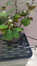 綠有意綠植盆栽多肉花卉盆栽植物室內(nèi)桌面水培綠植辦公室客廳植物懶人 清香3盆】梔子花+九里香+茉莉花 曬單實(shí)拍圖