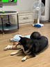 鮮朗低溫烘焙狗糧泰迪博美小型犬中大型幼犬鮮郎全價(jià)無(wú)谷成犬通用犬糧 烘焙犬糧2kg【單包裝】 曬單實(shí)拍圖