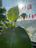 嬌韻詩(shī)緊致彈簧霜50ml全膚質(zhì)面霜維穩(wěn)淡紋促活膠原蛋白護(hù)膚品送女友禮物 曬單實(shí)拍圖