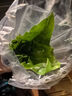 佰花錦【水培新寵】水培袖珍椰子綠植辦公室盆栽四季常青凈化空氣植物 【1盆裝】袖珍椰子+透明水培樹(shù)脂瓶 整體高度約15-25cm 曬單實(shí)拍圖