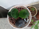 特價大盆君子蘭盆栽名貴國寶級花卉苗綠植物圓頭和尚室內四季好養(yǎng) 01：【特惠款】5-8片葉子+帶土 送肥料【不含盆】 曬單實拍圖