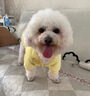 阿莫爾狗狗衣服秋冬菠蘿絨口袋熊兩腳絨衣加厚保暖冬天泰迪比熊寵物衣服 洛克黃大眼萌（可牽引） XL--胸51背34 建議9-12斤 曬單實(shí)拍圖