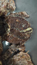 【順豐包郵】原切牛腱子肉新鮮整塊黃牛腱國產(chǎn)農家黃牛牛肉 原切牛腱子5斤 曬單實(shí)拍圖