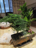 結(jié)盟者文竹盆栽室內(nèi)植物黑骨茶老樁盆景空氣凈化辦公室綠植茶桌桌面好養(yǎng) 老樁文竹+鵬程萬里紫沙盆+同款底托 曬單實(shí)拍圖