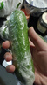 東北正宗旱黃瓜帶刺脆皮小青瓜新鮮蔬菜水果綠黃瓜單根≥90g 2斤 曬單實(shí)拍圖