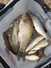 川澤無結(jié)快鎖線組成品主線組套裝日本進(jìn)口魚線主線強(qiáng)拉力綁好競技線組 4.5m【4卷裝】+收納盒剪刀 1.2號(hào) 曬單實(shí)拍圖