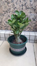 【夏季新品】稀有多頭沙漠玫瑰重瓣老樁濃香多肉綠植四季室內外 紫邊紫色花    根直徑（2-4公分） 帶黑色育苗盆發(fā)貨 曬單實(shí)拍圖