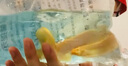 冷水黃金泥鰍苗金色清潔魚(yú)工具魚(yú)清道夫好養耐活新練手觀(guān)賞小金魚(yú) 金鰍8-10厘米2條 曬單實(shí)拍圖