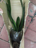 大盆君子蘭盆栽名貴國(guó)寶級(jí)花卉苗綠植物圓頭和尚室內(nèi)客廳四季好養(yǎng) 【掌柜推薦】8-11片葉子+帶土 送肥料 曬單實(shí)拍圖