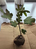 無(wú)花果樹(shù)果苗波姬紅矮化扦插杯苗盆栽青皮南北方庭院果園陽(yáng)臺種植 波姬紅小苗【2顆】 曬單實(shí)拍圖