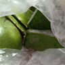 【新人福利】食用蘆薈葉片庫(kù)拉索鮮嫩可吃養(yǎng)材特惠新鮮飽滿植物葉 2斤【單片約350克】 食用葉片 曬單實(shí)拍圖