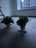 雙盟綠蘿盆栽除甲醛花卉綠植辦公室新房?jī)艋諝?80加侖4盆裝源頭直發(fā) 曬單實(shí)拍圖