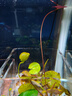 迷你睡蓮根塊帶花芽四季水培植物室內水養小型荷花根莖小睡蓮種根 迷你小睡蓮8個(gè)【混色】 曬單實(shí)拍圖