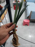 特價大盆君子蘭盆栽名貴國寶級花卉苗綠植物圓頭和尚室內(nèi)四季好養(yǎng) 01：【特惠款】5-8片葉子+帶土 送肥料【不含盆】 曬單實拍圖