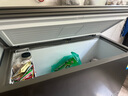 海爾（Haier）冰柜【補貼立減】300/305/308/369/429/519升大容量家用商用冰柜超低溫減霜抗菌冷藏冷凍兩用冷柜 369L 【-38℃深冷】減霜80%|凍520斤肉 曬單實拍圖