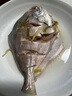 勛勛之海新鮮銀鯧魚(yú)海捕鯧魚(yú)鮮活冷凍海魚(yú)小鯧魚(yú)昌魚(yú)平魚(yú)鳊魚(yú)晶魚(yú)海鮮魚(yú)類(lèi) 野生銀鯧魚(yú)1斤【5-6條/斤】無(wú)冰凈重 曬單實(shí)拍圖