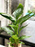 天堂鳥盆栽客廳綠植鶴望蘭室內(nèi)面好養(yǎng)耐陰花卉四季常青 天堂鳥40cm【配橙色陶盆】 曬單實拍圖