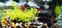 瘋狂水草魚(yú)缸造景水草泥和種子底砂裝飾生態(tài)套餐水草用品 二代水草泥5斤+小對葉種子 曬單實(shí)拍圖