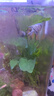 瘋狂水草神仙魚(yú)活體七彩燕魚(yú)熱帶觀(guān)賞魚(yú)淡水水族寵物熱帶耐活魚(yú)苗小型 劃算價(jià)3cm精品神仙魚(yú)3+1 A款 曬單實(shí)拍圖