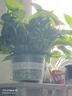 雙盟綠蘿盆栽除甲醛花卉綠植辦公室新房?jì)艋諝?80加侖2盆裝源頭直發(fā) 曬單實(shí)拍圖
