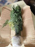 花行榜文竹盆栽花卉盆景植物水培好養(yǎng)綠植四季大文竹（原土球）源頭直發(fā) 曬單實(shí)拍圖