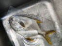 翔泰 海南金鯧魚凈重900g 2條裝  魚類生鮮 燒烤 火鍋食材 海鮮水產(chǎn) 曬單實(shí)拍圖