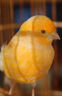 普欣諾玉鳥專用食物鳥糧飼料繁殖期混合糧金絲雀芙蓉鳥無殼蘇子預(yù)混型料 500g 1袋 曬單實(shí)拍圖