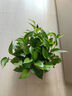 綠有意綠蘿盆栽除甲醛室內(nèi)好養(yǎng)花卉植物綠蘿批發(fā)辦公室新房裝修凈化空氣 110#原盆儲水盆10盆裝+4肥 帶盆帶土發(fā)貨 曬單實拍圖