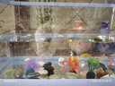 天使觀賞魚熱帶淡水觀賞魚群游不褪色七彩神仙魚斑馬孔雀魚可混養(yǎng) 天使魚10條含2條備損 曬單實(shí)拍圖