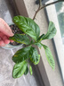 美樂(lè )棵植物通用營(yíng)養液磷酸二氫鉀花肥肥料綠蘿發(fā)財樹(shù)植物營(yíng)養液500ML 曬單實(shí)拍圖