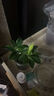 小盆梔子花盆栽四季開花部分帶花苞室內(nèi)綠蘿水培花卉綠植物 低配款：15-20cm【2株】當(dāng)年少量開花 濃香型梔子花【帶花苞】10天開花 曬單實拍圖