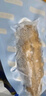 京東京造大連冷凍即食海參 凈重500g 家庭裝 8-10只 海鮮滋補 曬單實(shí)拍圖