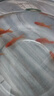 西洲曲金魚觀賞魚活魚魚苗冷水魚小型魚淡水魚好養(yǎng)耐活新手魚闖缸飼料魚 3-5cm草金魚10條送2條備損送魚食 曬單實拍圖